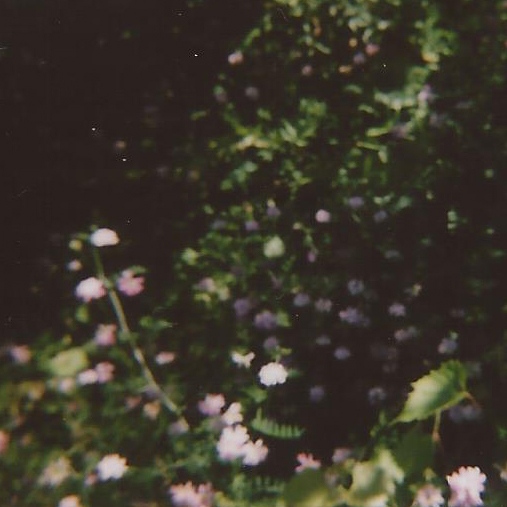 a po taken through the camera lens of flowers