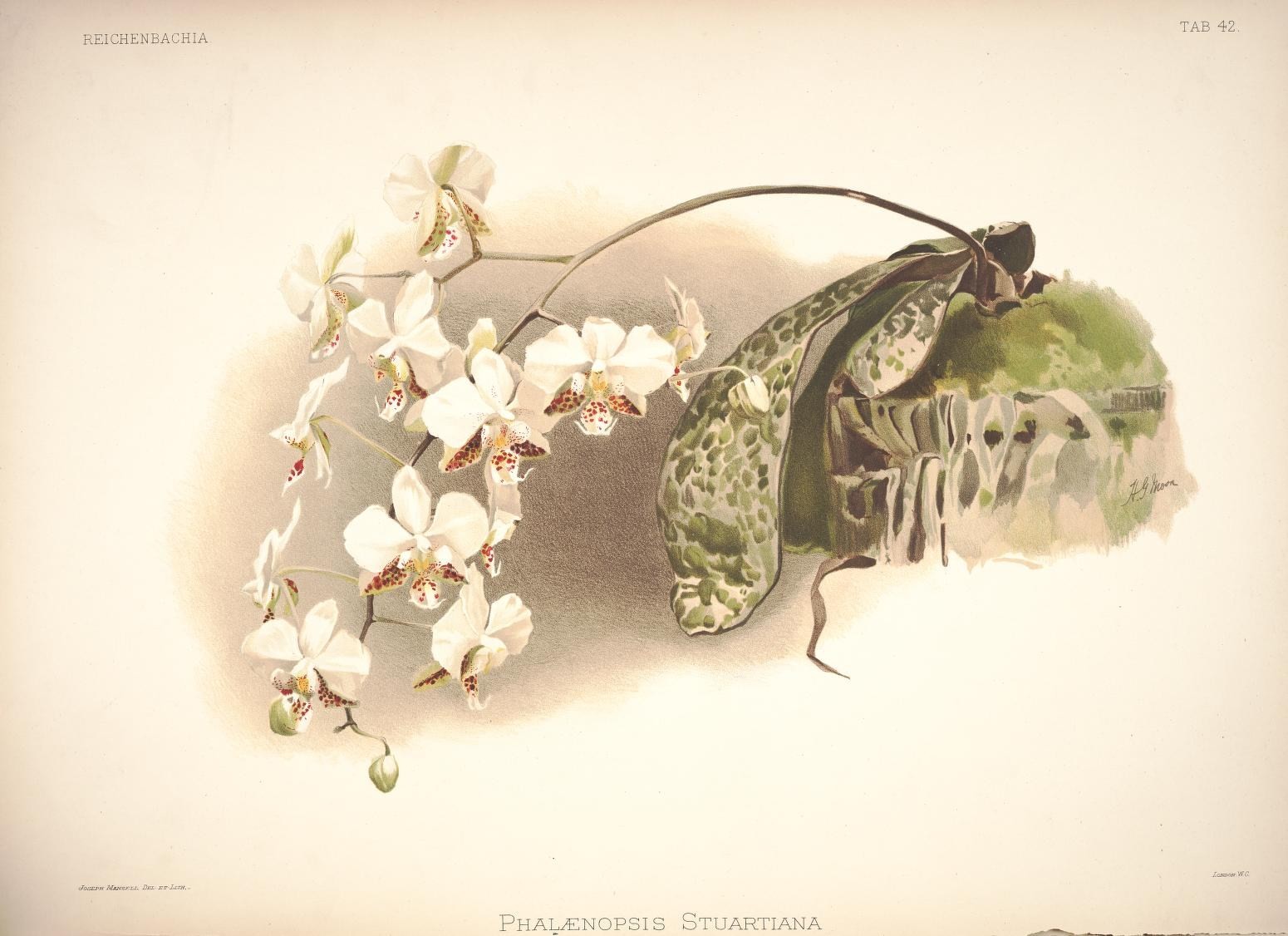 an old illustration of a bug that looks like it has white flowers growing out of it
