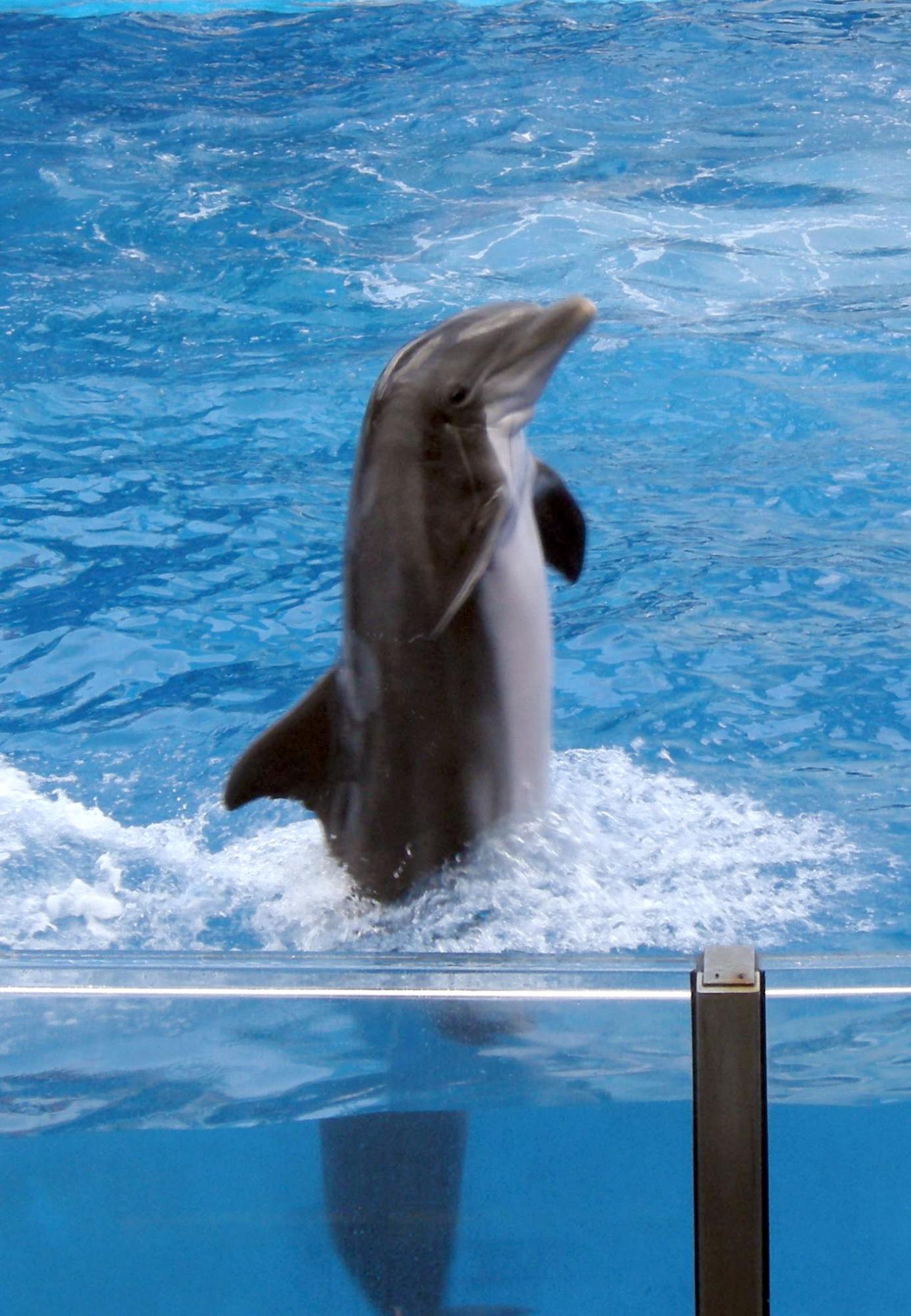 a dolphin in a tank looking into the water