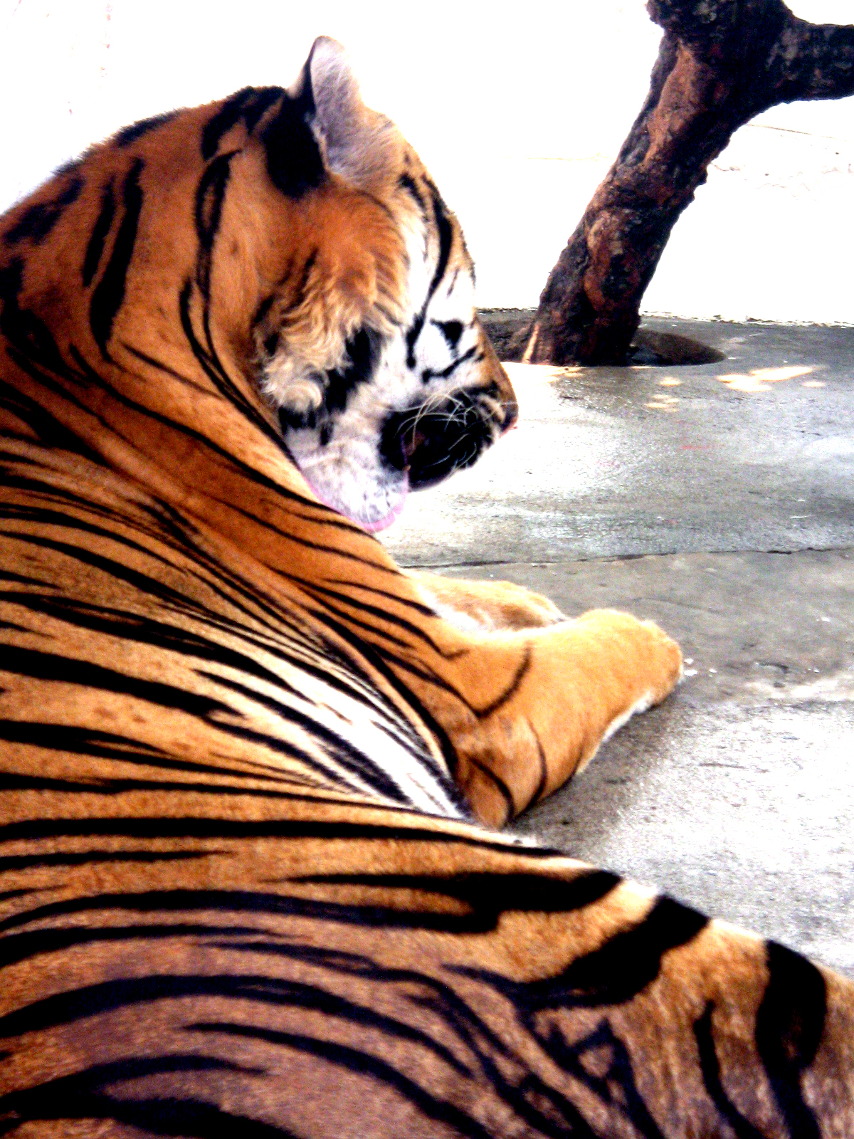 a large tiger laying on a dirty surface next to a tree