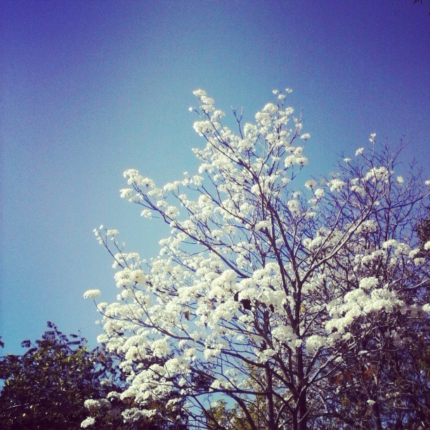 a large leafless tree with white flowers on it