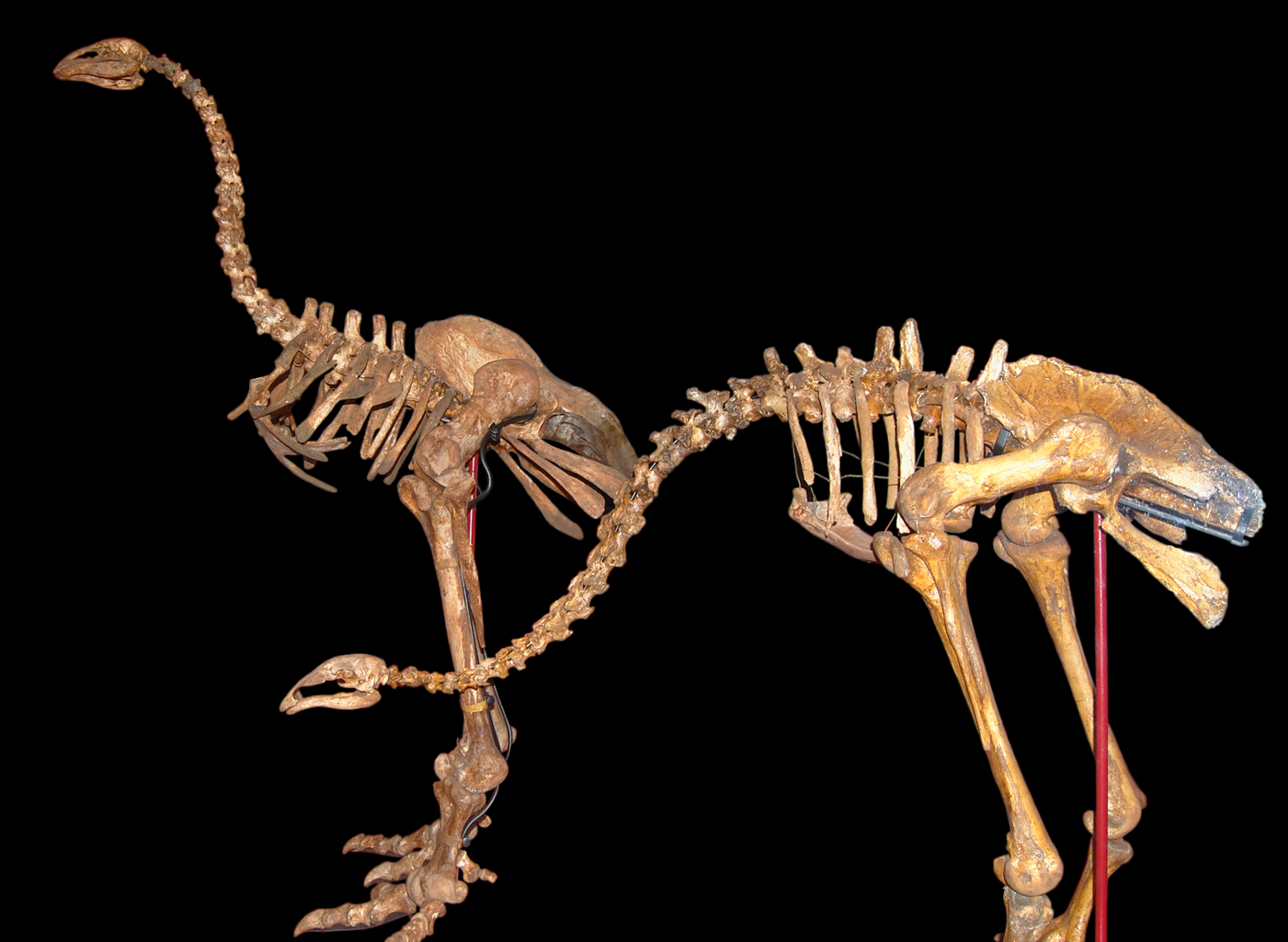a pair of dinosaur skeleton statues