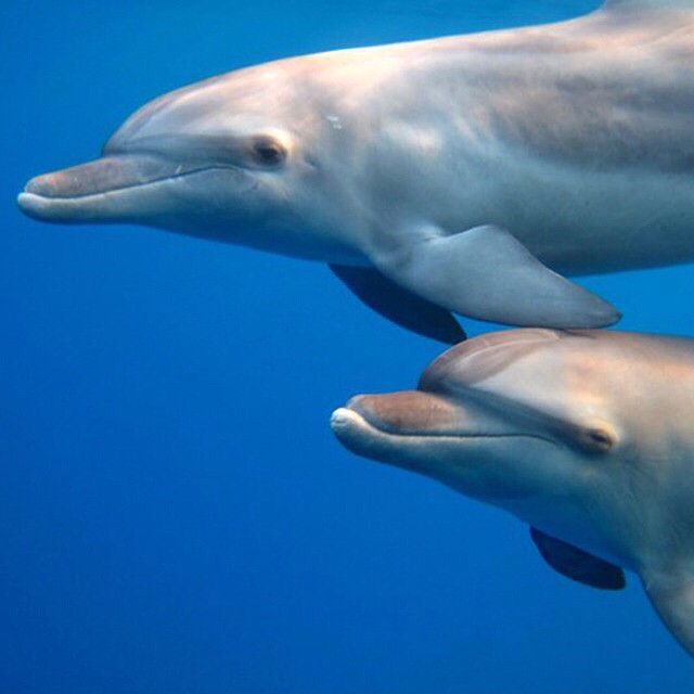 two dolphins are swimming under the water