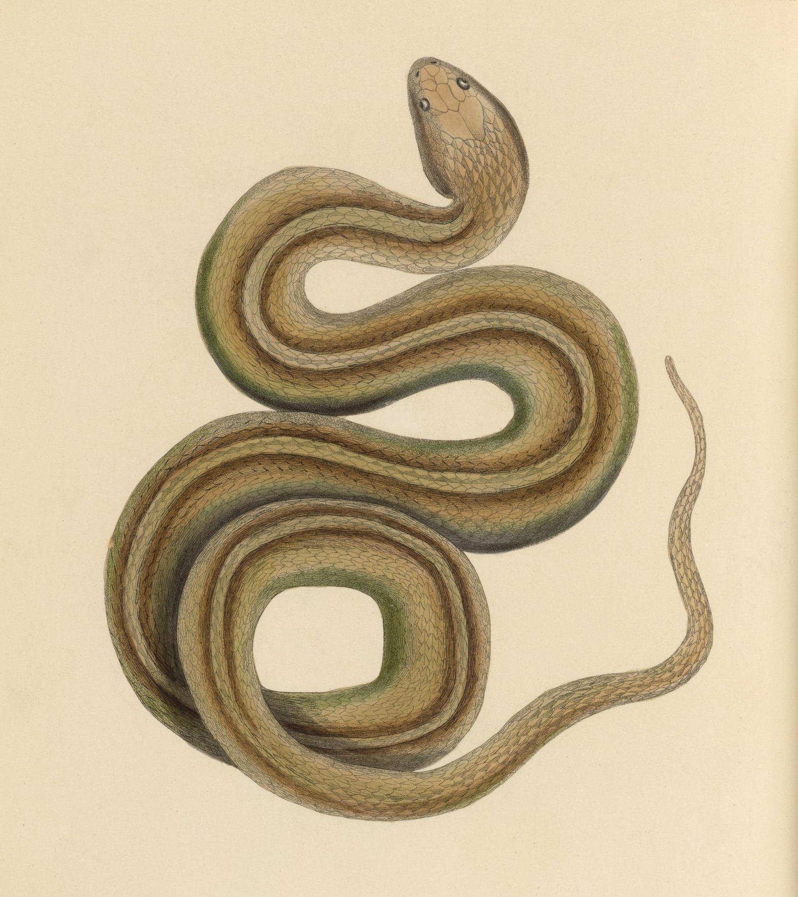 a colorfully colored drawing of a snake