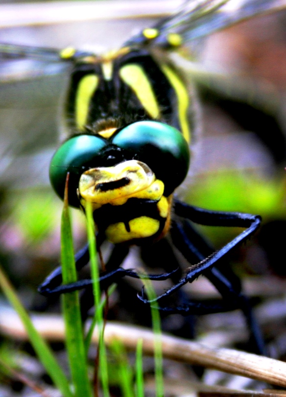 a very close up of a big pretty insect