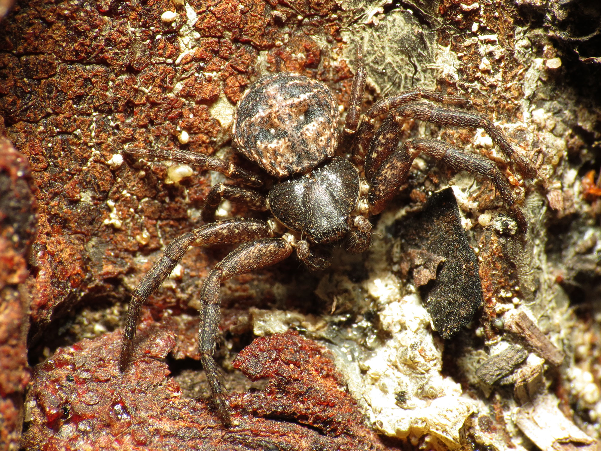 closeup of a tarapicus spider in a terrarium