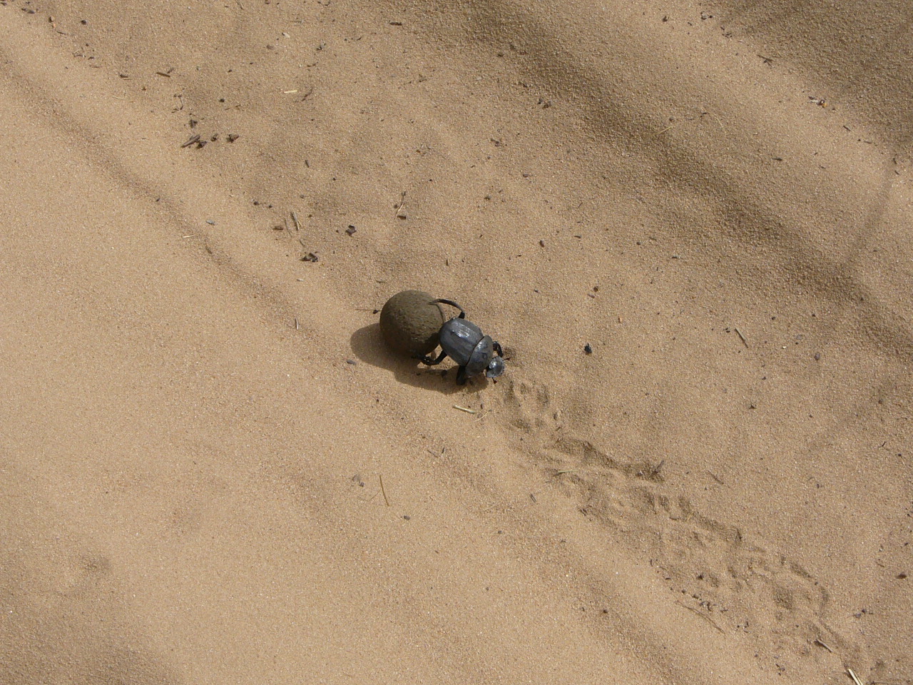 there is a turtle shell left on the beach