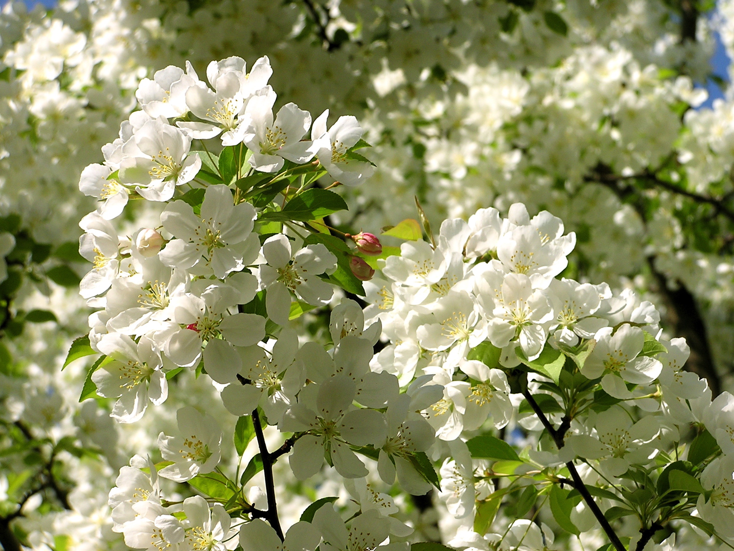 the blossoms of the dogwood tree in early spring