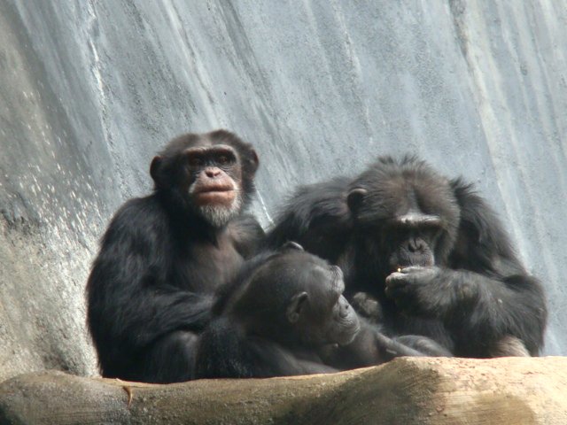 the young chimpan is sitting with his mother and mom