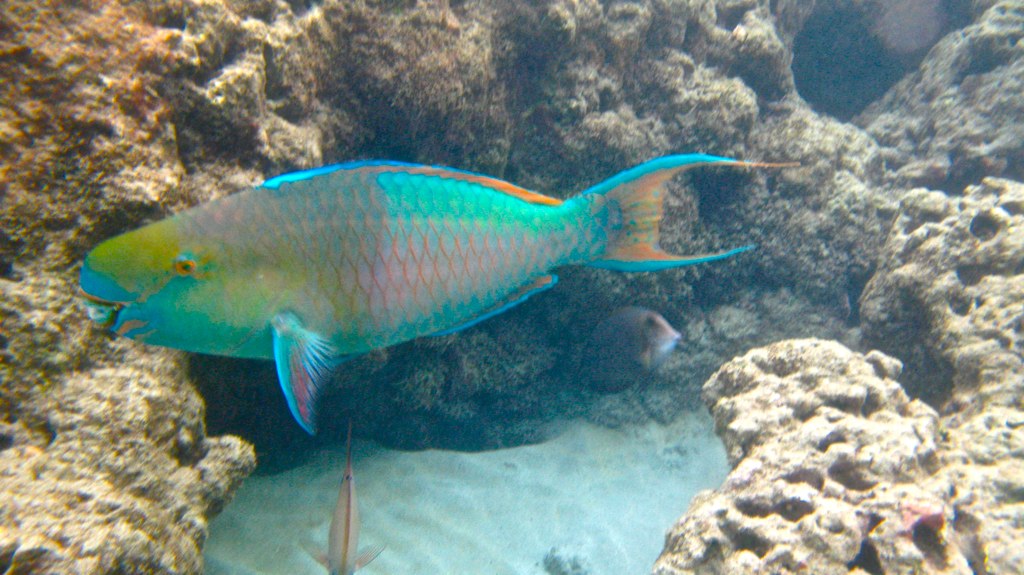 a small, colorful fish is swimming on the reef