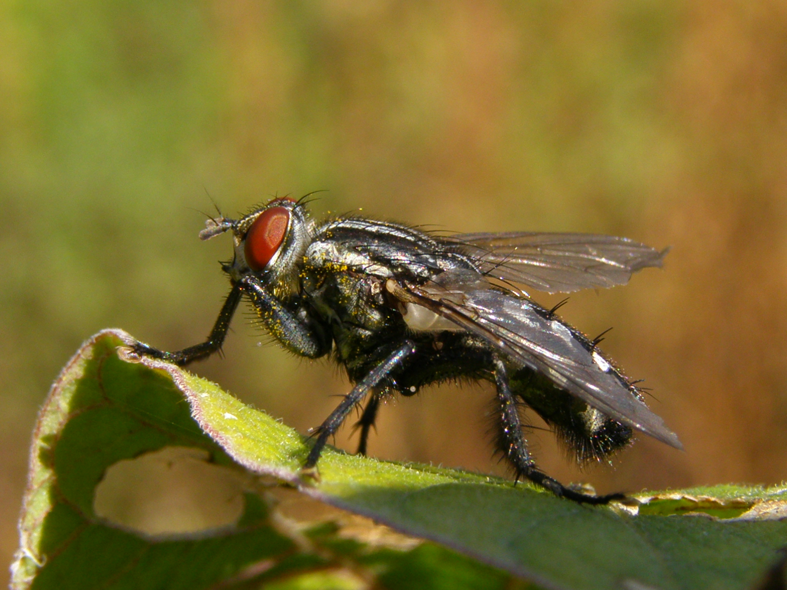 a close up of a fly on a plant leaf