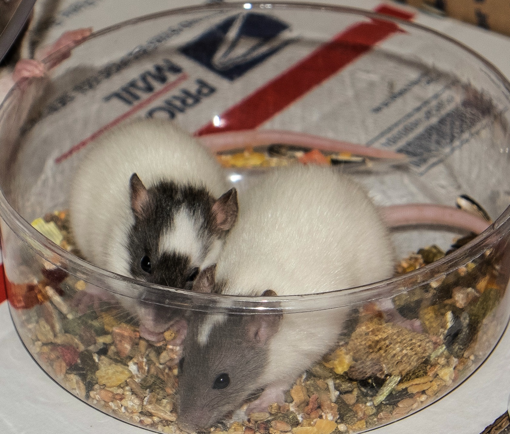 two mice sitting inside of a plastic container with food on a table
