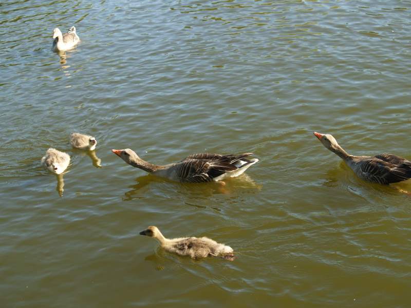six ducks and one duckling swimming on water