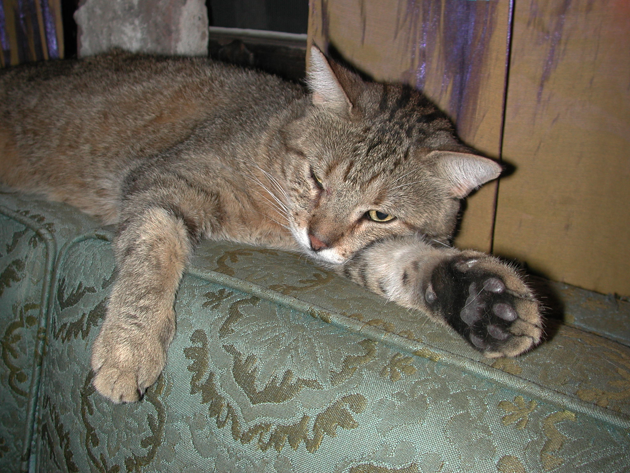 there is a cat that is lying down on a chair