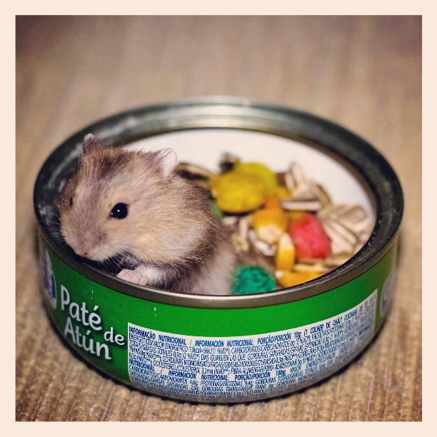 hamster in a tin of food on wooden table