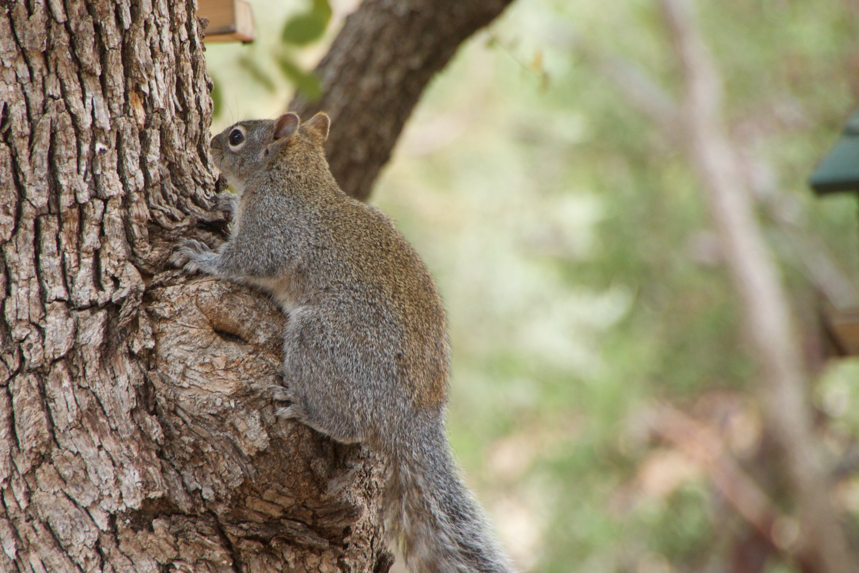 a squirrel is clinging to a tree nch