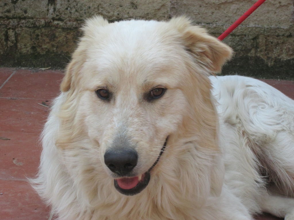 a white dog laying on the ground with his leash tied