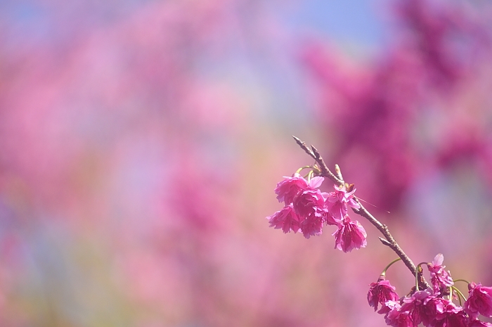 a pink flower is growing on a tree nch