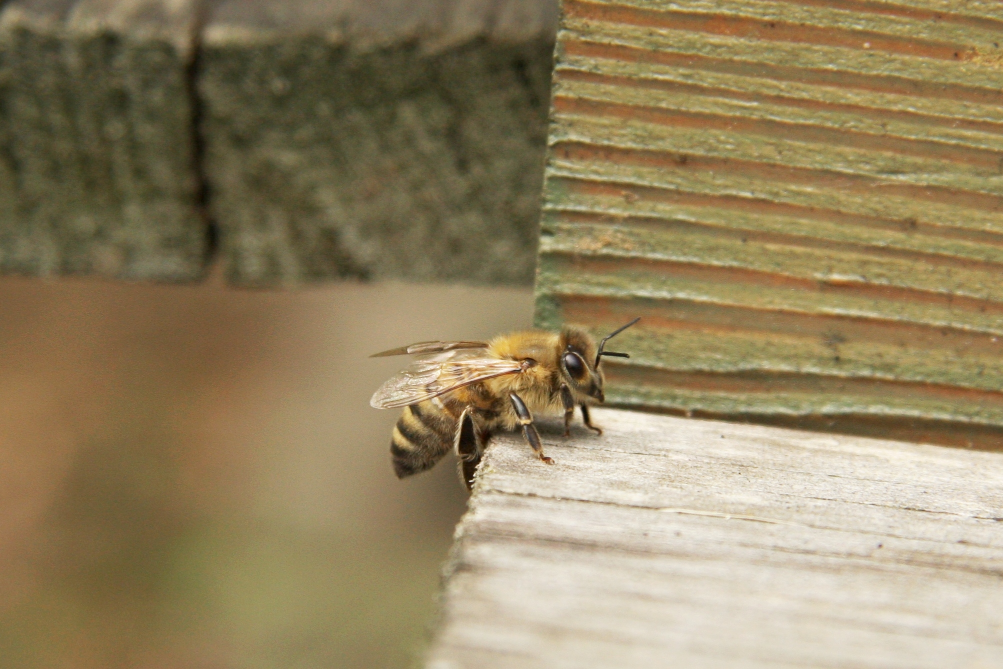 close - up image of a honeybee coming down from a piece of wood