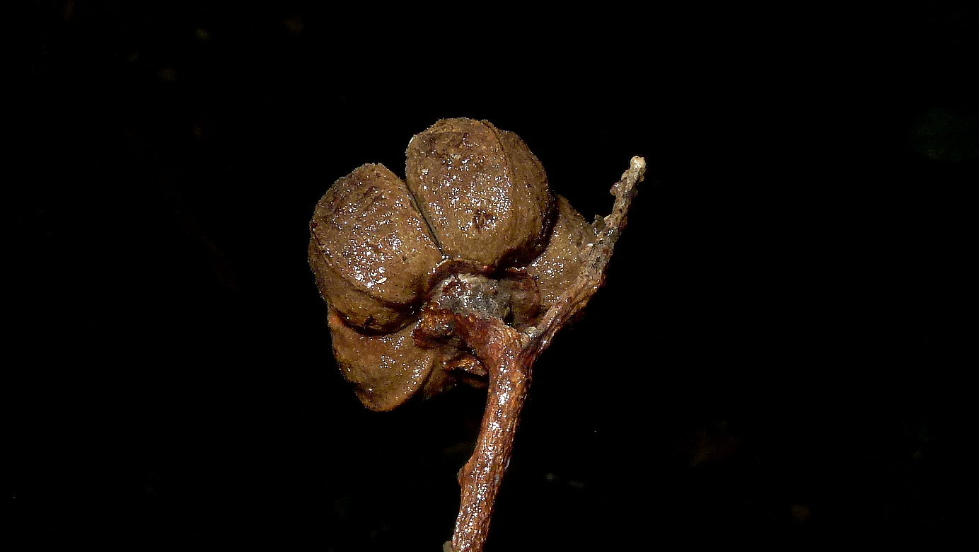 the underside view of a leaf in front of dark background