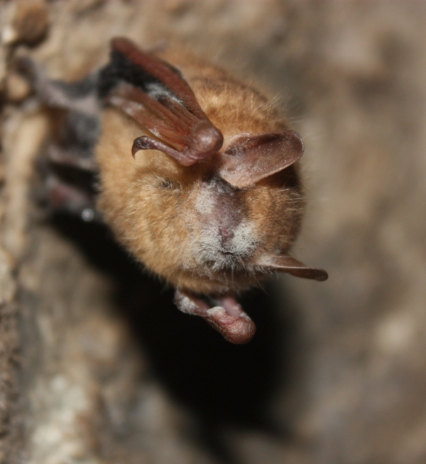 the nose of a little bat with some yellow fur around it