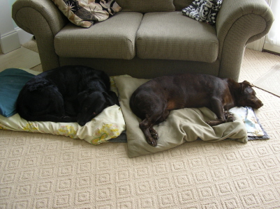 two dogs sleeping on pillows in the living room