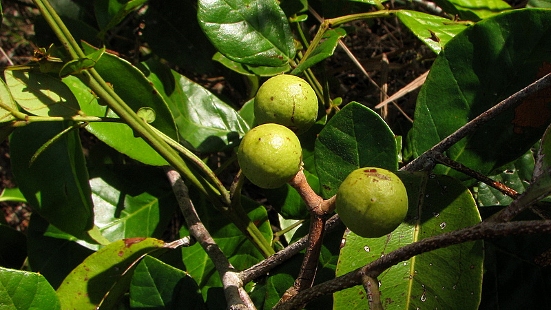 green fruit growing on a small nch in a tree