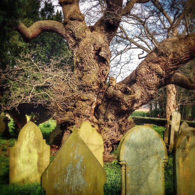 a very large old tree over a cemetery