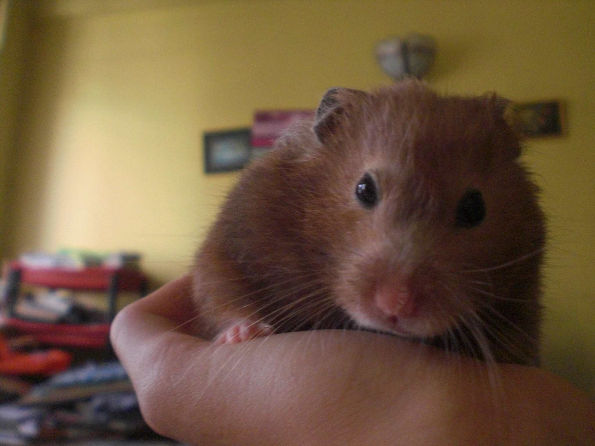 a hamster in a womans arm, staring into the camera