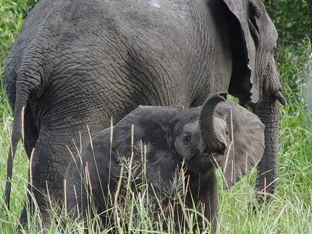 the large elephant is standing near a small elephant