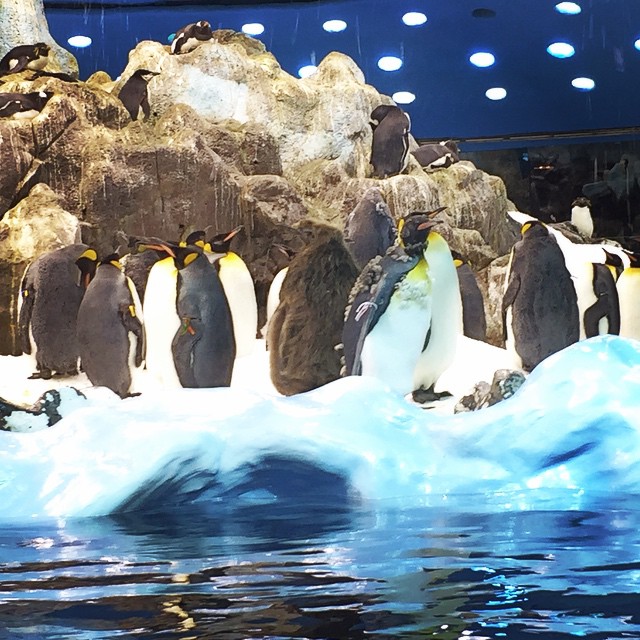 a number of penguins near some icebergs with lights in the background