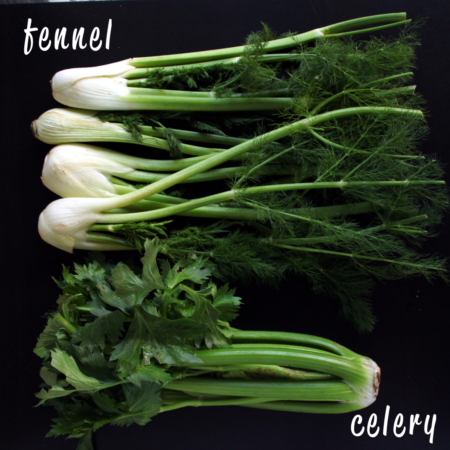fennel, celery, and other fresh produce on a dark table