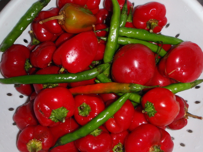 a white bowl filled with lots of red and green vegetables