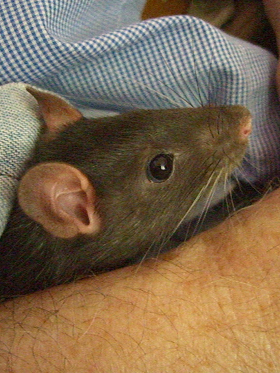 rat on the back of man's arm with human's hand