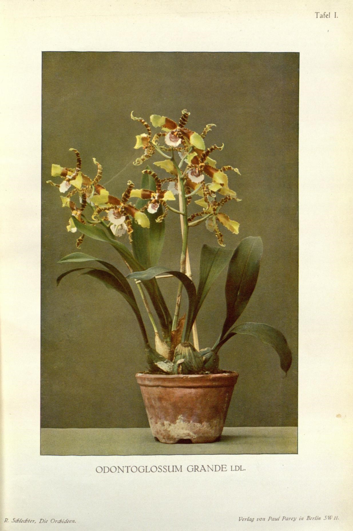 an old antique pograph of a potted plant