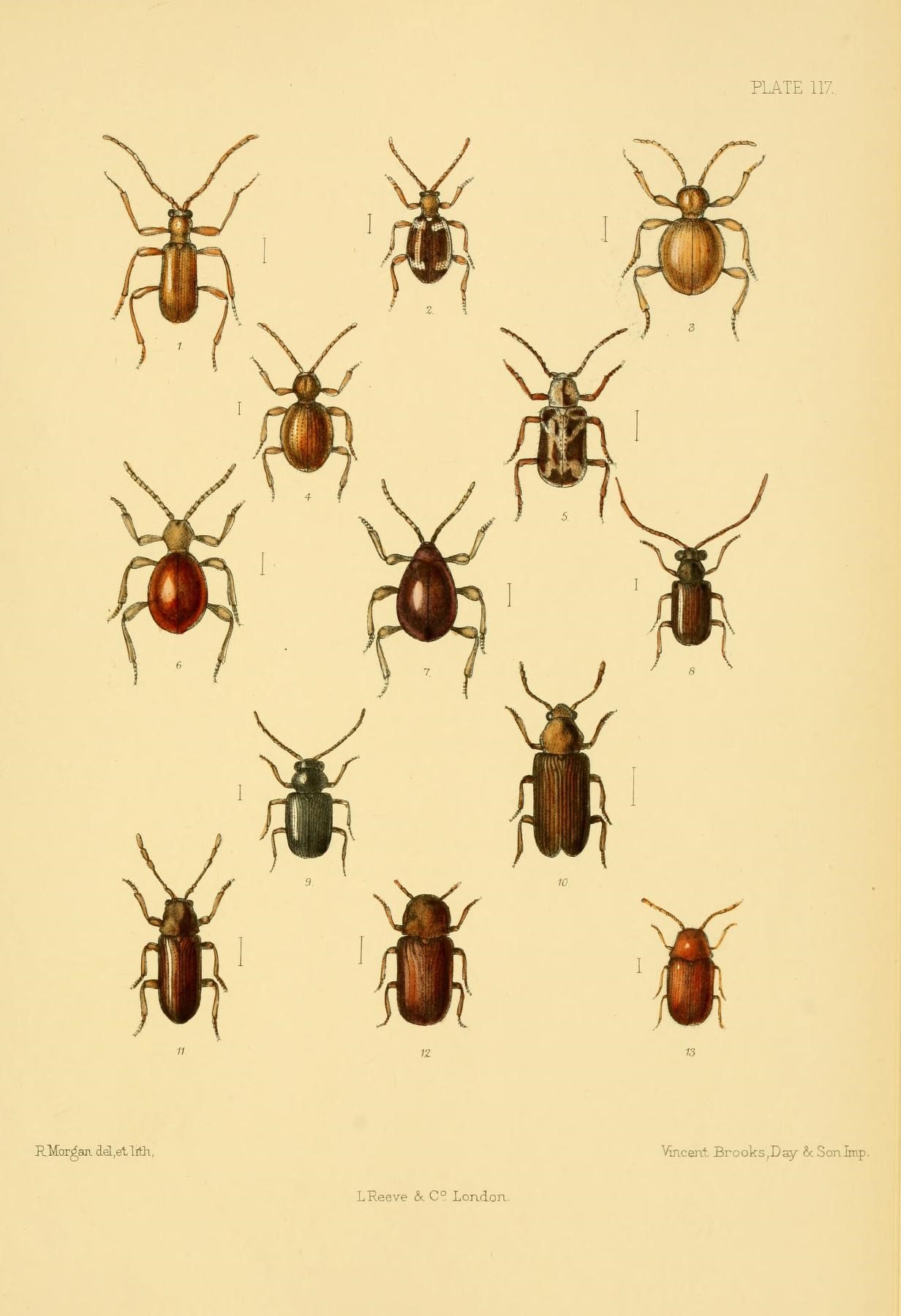 an old engraving of various insects of different species