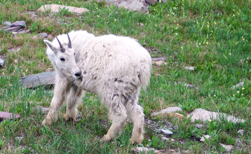 an alpine goat standing on top of green grass