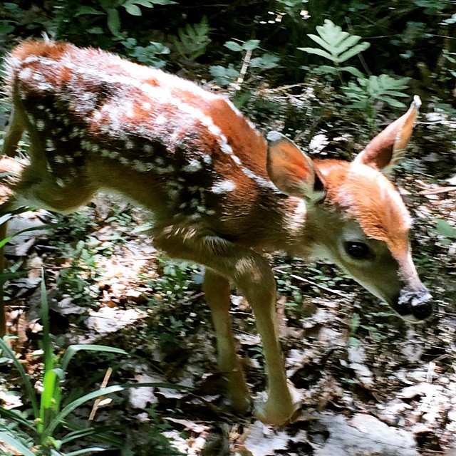 an adult deer walks along a trail in the woods