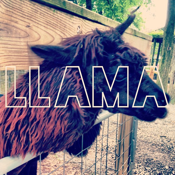 a close up of a animal with the words llama in the middle of it