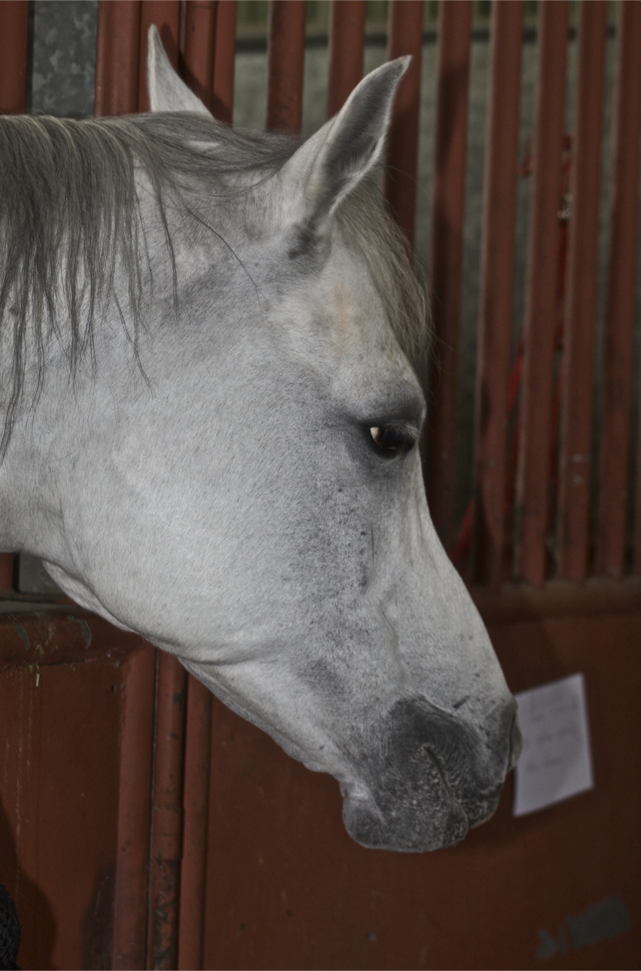 a close up view of a horse with its head and ears facing away from the camera