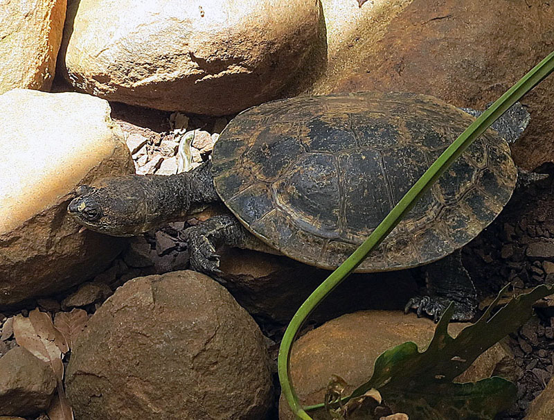 a turtle sits on some rocks and plants