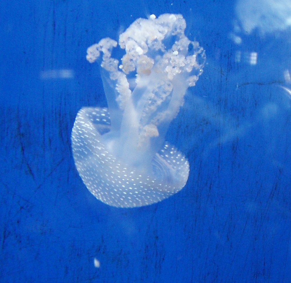 a white jellyfish floats near the surface on a dark blue water