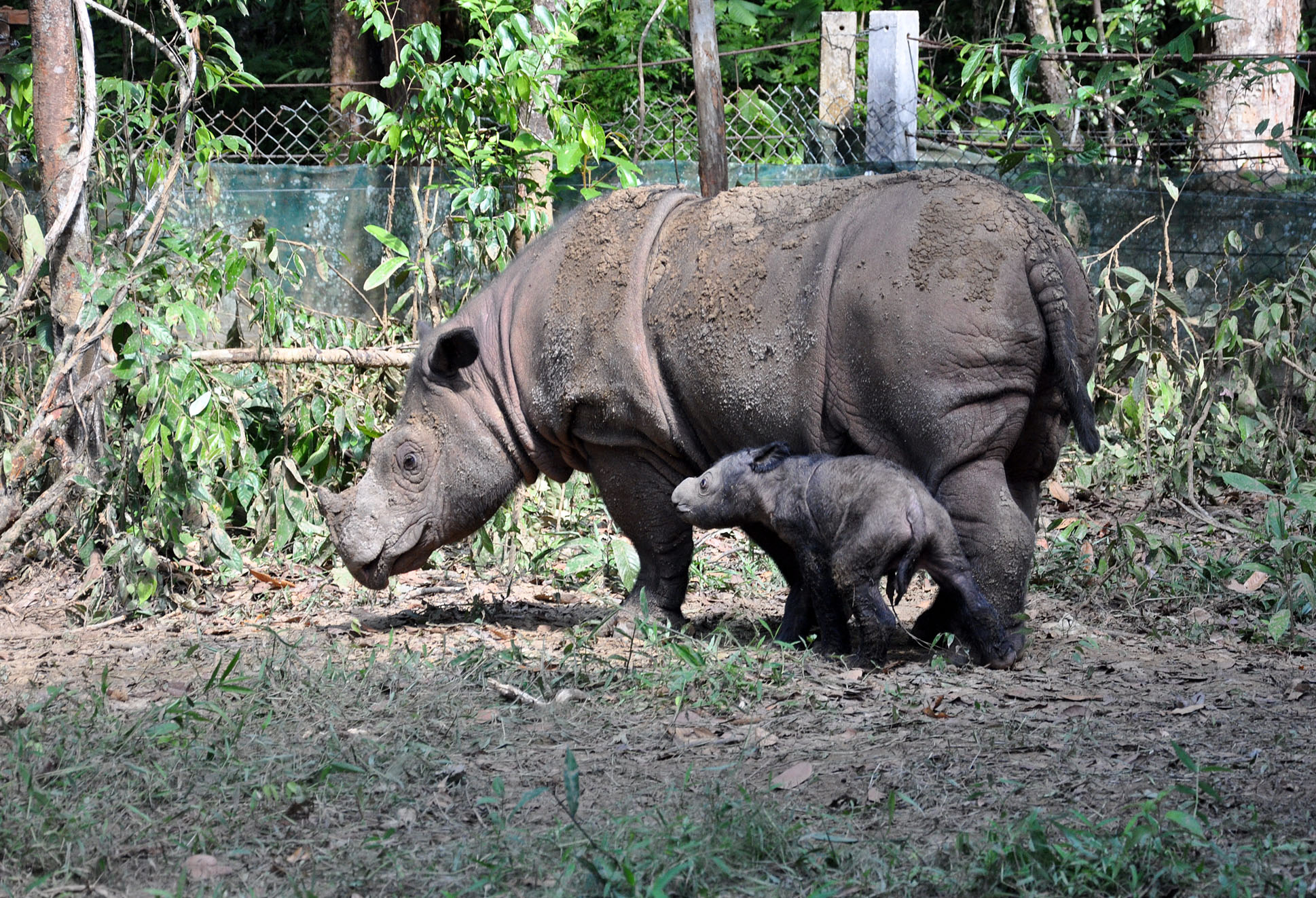 an adult hippo and its baby walking in the grass