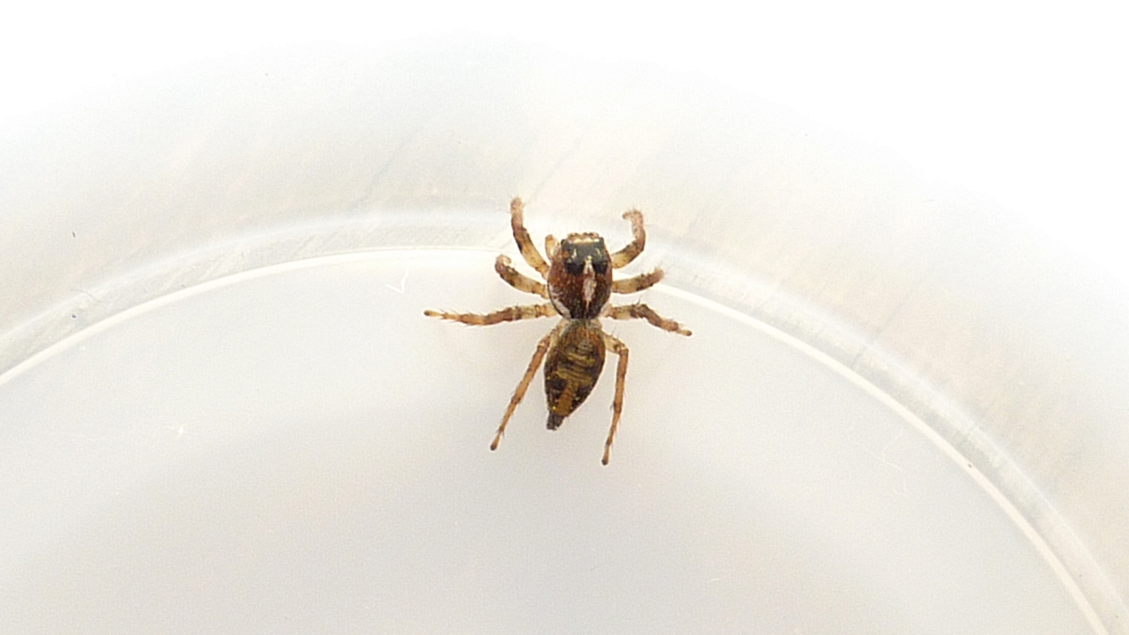 a spider sitting on the edge of a white bowl