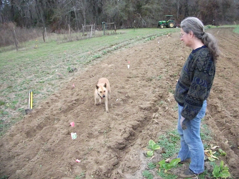 a girl is looking at a dog that is running around in the dirt