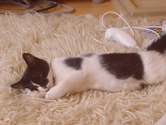 a black and white cat laying on a floor with a laptop and other items