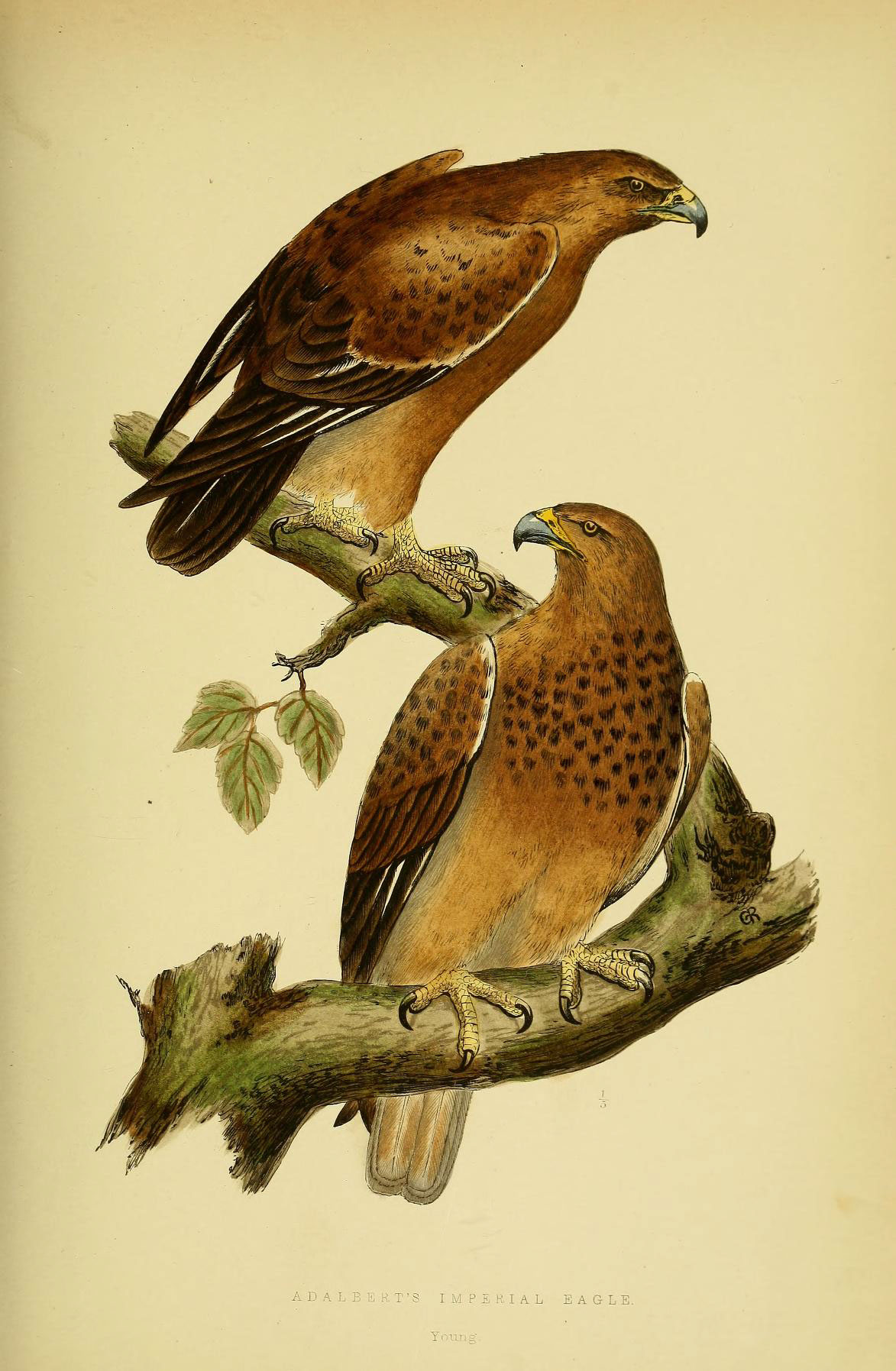 a pair of hawks perched on nches, facing to the left