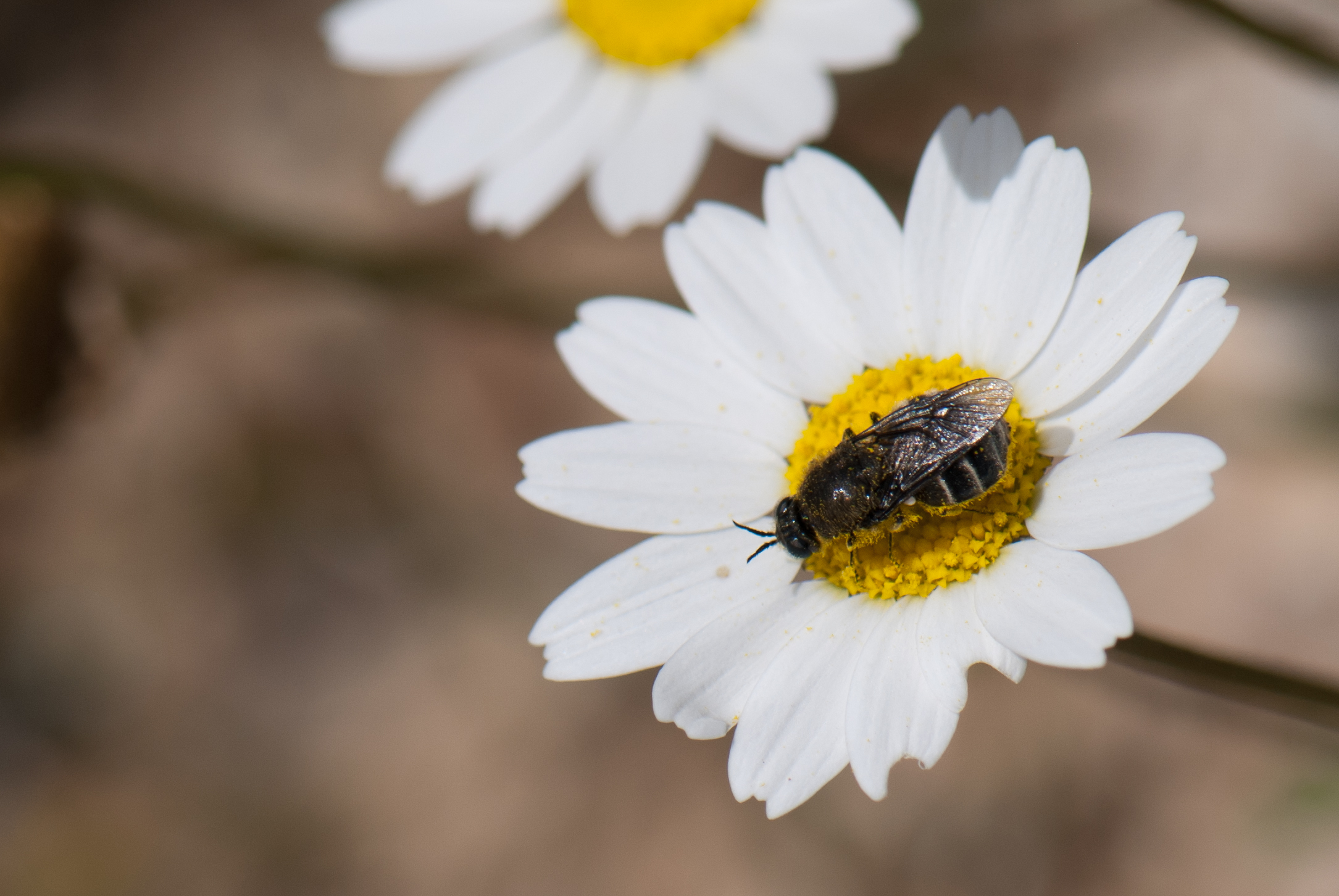 a bug sitting on top of a white daisy