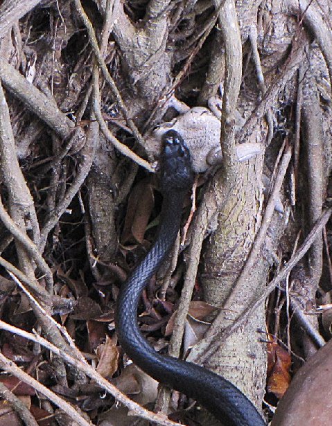 an extremely big blue snake is crawling around the trees