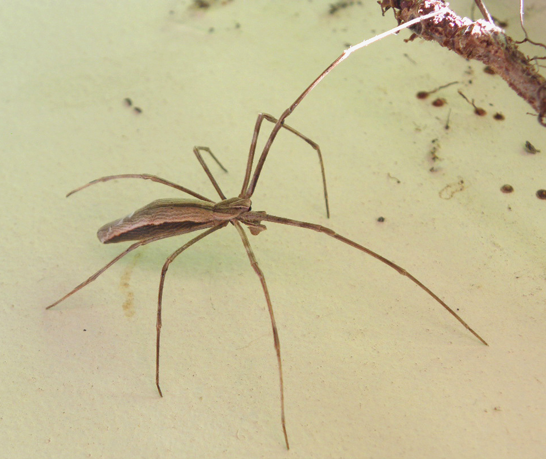 the long legged spider is about to bite at the twig